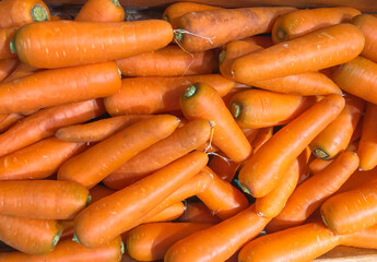 jumbo pile of  large carrots background.