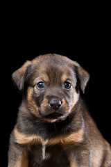 Fototapeta premium Cute puppy on a wooden table. Studio photo on a black background. Vertically framed shot.
