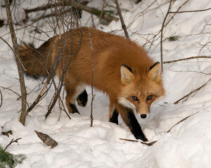 Red Fox Stock Photo. Red fox foraging and looking at camera in the winter season in its environment and habitat with snow and branches background displaying bushy fox tail, fur. Fox Image. Picture. 