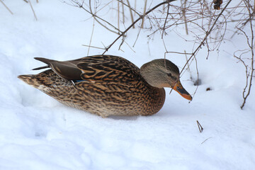 gray female duck on white snow © Paulina