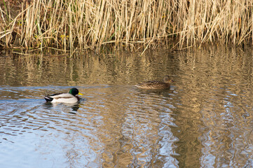 Couple of mallard ducks swimming in the water