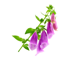 Digitalis or Foxgloves Flower Plant. Medicinal Herb for Heart Control. Isolated on White Background. © Gummy Bear
