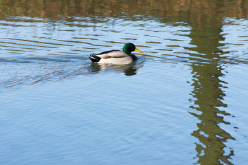 Male mallard duck swimming in the water