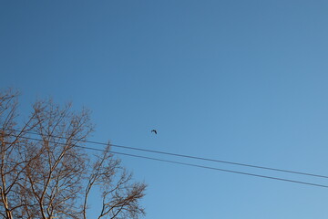 birds on a wire