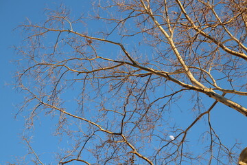 tree branches against blue sky