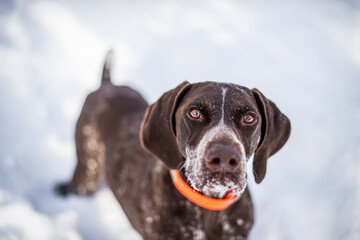 Brown  germain pointer dog close up outside in winter