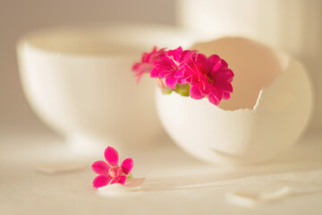Pink Kalanchoe flower in a white eggshell on a light white background. Elegant white photo. Minimalistic still life. Soft light, high key.