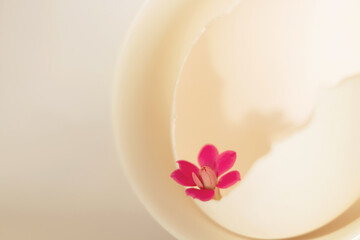 Pink Kalanchoe flower in a white eggshell on a light white background. Elegant white photo. Minimalistic still life. Soft light, high key.