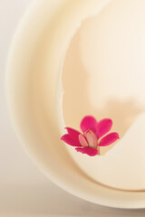 Obraz na płótnie Canvas Pink Kalanchoe flower in a white eggshell on a light white background. Elegant white photo. Minimalistic still life. Soft light, high key.