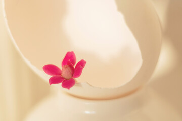 Pink Kalanchoe flower in a white eggshell on a light white background. Elegant white photo....