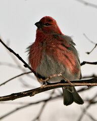 Pine Grosbeak Stock Photo. Pine Grosbeak close-up profile view, perched  with a blur background in its environment and habitat. Image. Picture. Portrait.