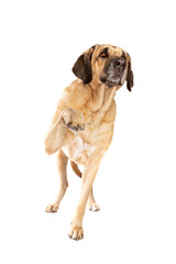 Obraz premium Broholmer dog