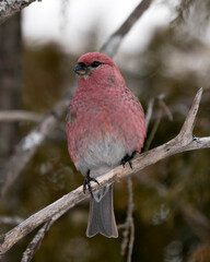 Pine Grosbeak Stock Photo. Pine Grosbeak close-up profile view, perched  with a blur background in its environment and habitat. Image. Picture. Portrait.
