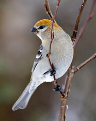 Pine Grosbeak Stock Photo. Pine Grosbeak close-up profile view, perched  with a blur background in its environment and habitat. Image. Picture. Portrait.