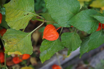 Die Lampionblume (Physalis alkekengi) ist eine Pflanzenart aus der Gattung der Blasenkirschen (Physalis) in der Familie der Nachtschattengewächse (Solanaceae).