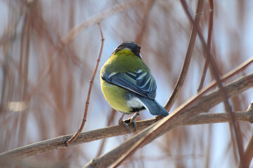 tit on a tree branch © Paulina