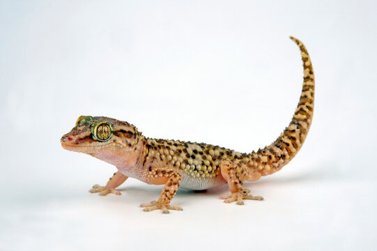Brauner Grosskopfgecko // Mocquard's Madagascar Ground Gecko (Paroedura bastardi)