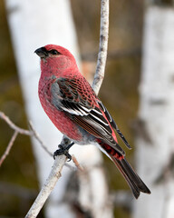 Pine Grosbeak Stock Photo. Pine Grosbeak close-up rear view, perched  with a blur background in its environment and habitat. Image. Picture. Portrait.