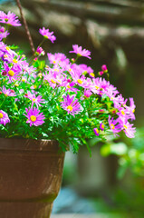 Potted purple Aster flowers in garden nature background