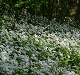 Ail des ours en fleur 
