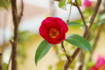 Camellia flowers of Jeju Island, Korea, Red camellia, 동백꽃, 제주도 동백꽃