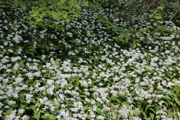 Ail des ours en fleur 