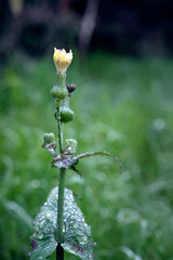 close-up of dandelion plant, Taraxacum officinale, with dew