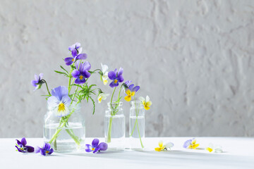 viola flowers in glass jars on white background
