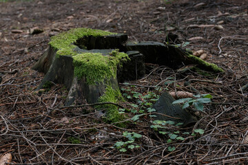 Forest in Czech republic