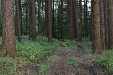 Fototapeta premium Forest in Czech republic