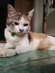 Naklejka premium a cat with beautiful fur