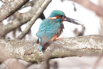 Eisvogel mit Fischchen im Schnabel  / Kingfisher with a fish in its beak