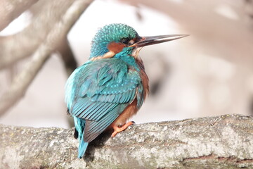 Eisvogel   / Kingfisher 