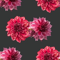 Beautiful background with hand-drawn delicate watercolor painting of red and pink dahlias. Stock drawing. Black background 