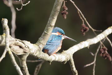 Eisvogel im Baum / Kingfisher in the Tree