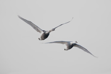fliegende Schwäne / flying swans
