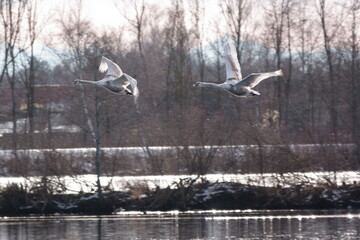 fliegende Schwäne / flying swans