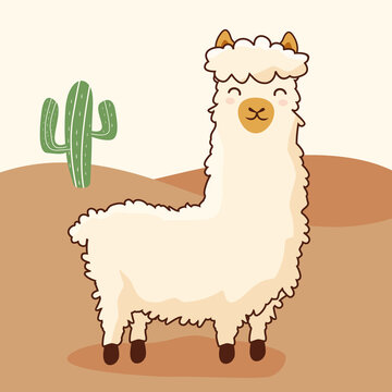 Alpaca at Desert Cactus Llama
