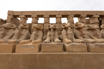 Ram-headed sphinxes or Criosphinxes in the Karnak Temple Complex in Luxor Egypt.