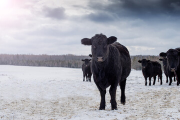 Young Black angus calf standing outside in winter pasture in quebec canada