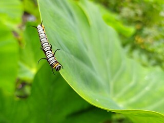 caterpillar on a leaf