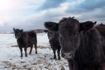 Fototapeta na wymiar Young Black angus calf standing outside in winter pasture in quebec canada