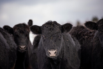 Young Black angus calf standing outside in winter pasture in quebec canada