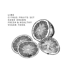 Hand drawn lime fruit slices. Engraved vector illustration. Sour citrus exotic plant. Summer harvest, jam or cocktail vegan ingredient. Menu, package, cosmetic, food design.