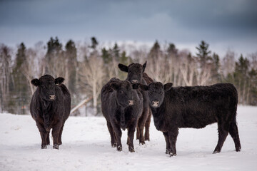 Group of young black angus cows standing outside in winter pasture with forest background and dark...
