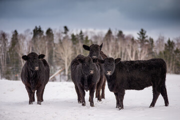 Group of young black angus cows standing outside in winter pasture with forest background and dark blue clouds