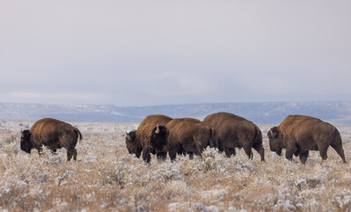 Fototapeta na wymiar Herd of Bison in Winter in Northern Arizona