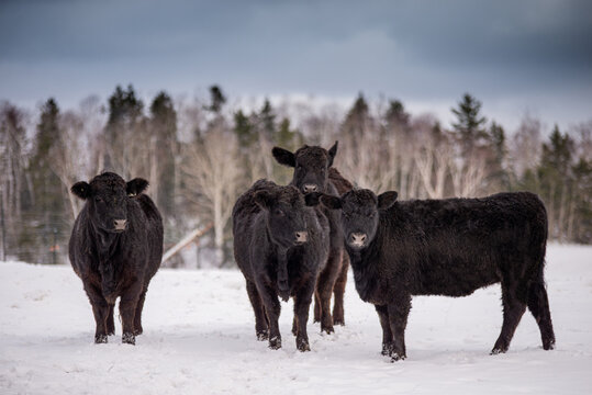 Group of young black angus cows standing outside in winter pasture with forest background and dark blue clouds