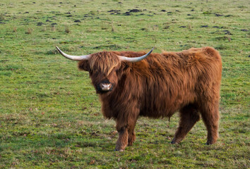 Scottish highland cow with long red hair and long horns seen from the side