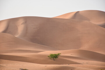 Fototapeta na wymiar lonely tree between sand dunes in the desert.